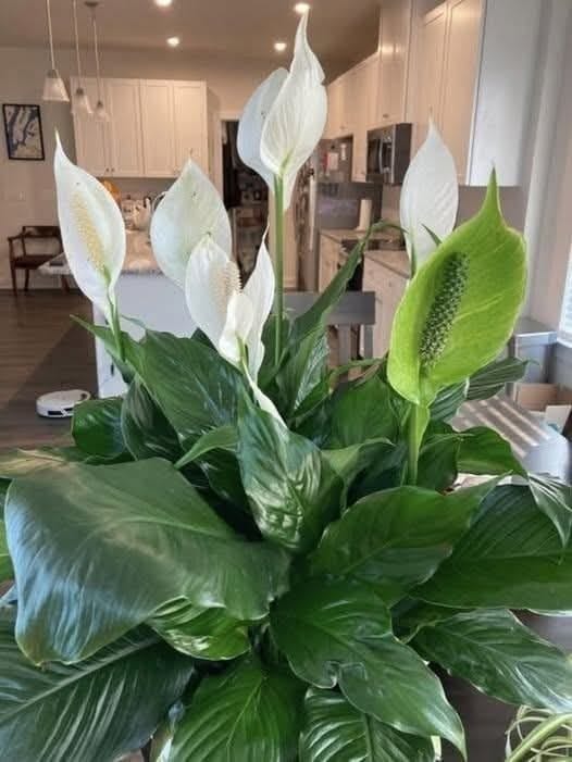 How To Get Your Peace Lily To Flower More