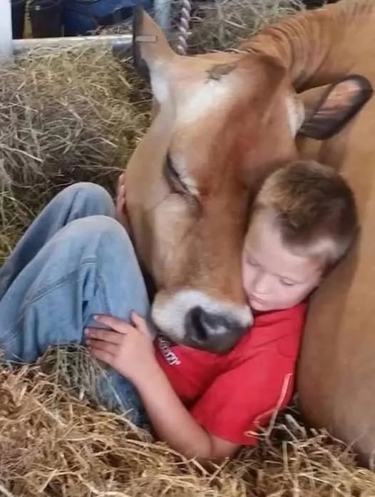 He Refuses to Sleep in His Bed, Claiming the Cow Remembers What Happened