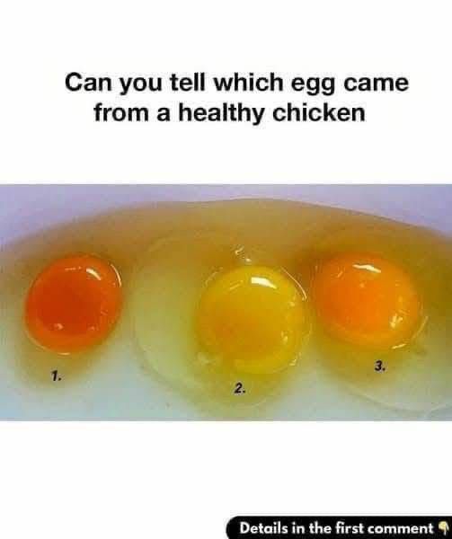 How to Tell If an Egg Came from a Healthy Chicken! 6 Signs of Superior Quality