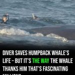 A Diver Saves a Humpback Whale, but What the Whale Does Next Amazes Millions