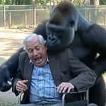 At the Zoo, a Gorilla Grabbed a Man in a Wheelchair — What Happened Next Was Completely Unexpected